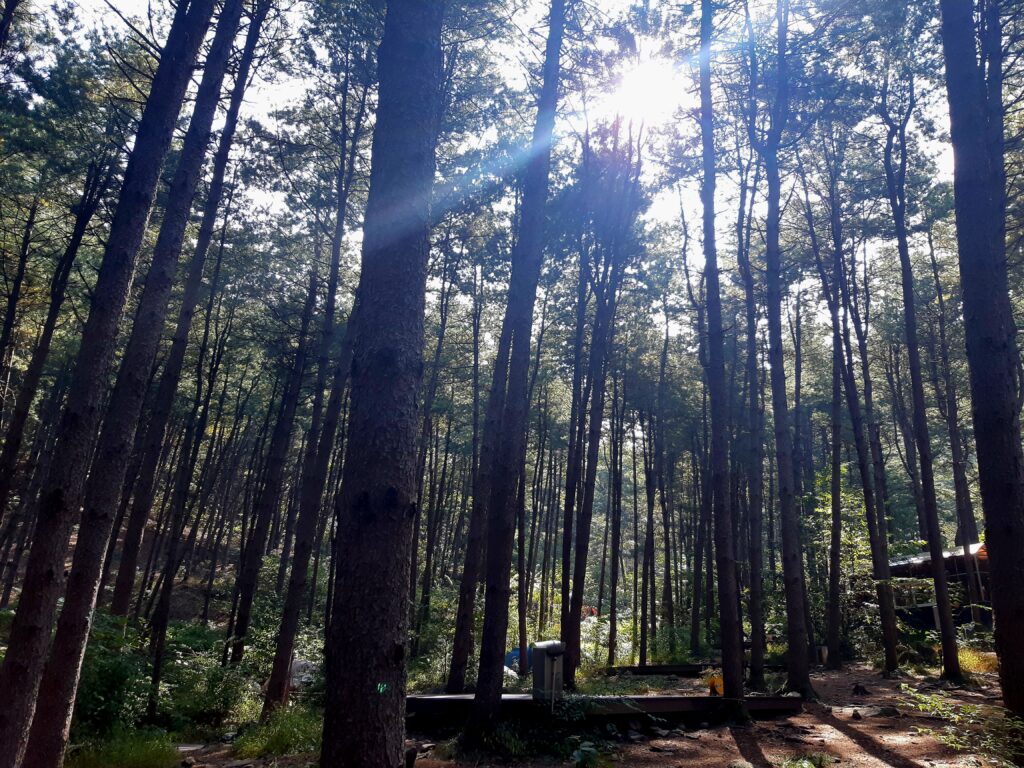 호명산 잣나무숲속 캠핑장